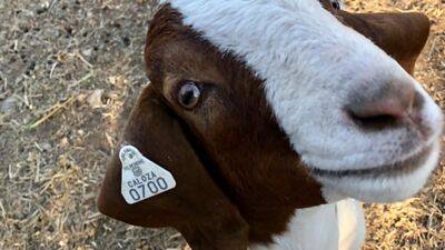 California deputies use tax dollars to travel 500 miles, cross 6 counties to kill pet goat: Lawsuit - fox29.com - state California - county Sonoma - county Shasta