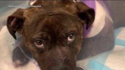 $10,000 reward being offered after 2 dogs shot just days apart in Kingsessing - fox29.com - state Pennsylvania - city Philadelphia