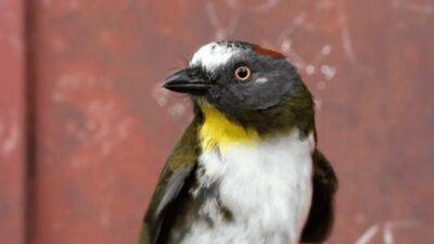 New species of poisonous birds discovered in New Guinea jungle by Danish researchers - fox29.com - Denmark - Guinea - city Copenhagen