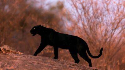 Reports of black panther roaming New Jersey town unfounded, police say - fox29.com - state New Jersey - county Atlantic - Kenya