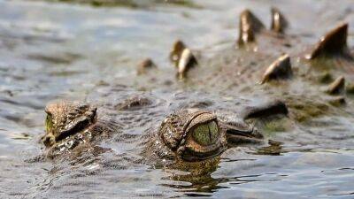 Legendary 14-foot crocodile dubbed 'Croczilla' spotted in Florida Everglades - fox29.com - Usa - state Florida