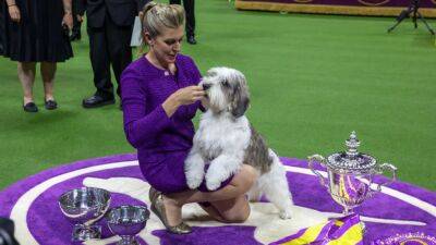 Buddy Holly - Buddy Holly, a petit basset griffon Vendéen, wins Best in Show at Westminster - fox29.com - New York - Usa - France - Washington