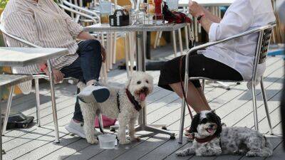 US government says dogs can dine al fresco but not everyone is on board - fox29.com - New York - Usa - state Illinois - state Florida - state Massachusets - city Boston - county Centre - state Michigan - county Newton
