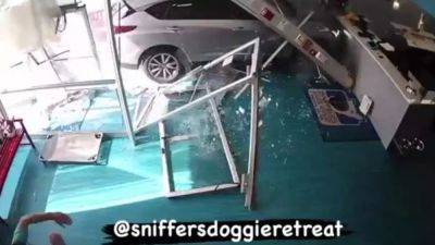 Video shows car plow through doggy daycare - fox29.com - state Maryland - city Rockville