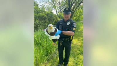 Fly Eagles, Fly: Injured bald eagle rescued by officers, residents in Bucks County - fox29.com - state Pennsylvania - county Bucks - Philadelphia, county Eagle - county Eagle - Jersey