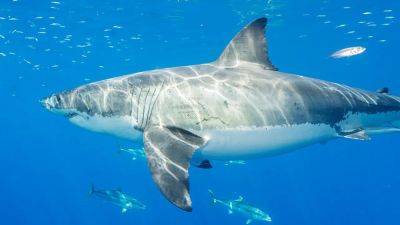 Great white shark pings near Ocean City coast during busy Memorial Day weekend - fox29.com - state North Carolina - Mexico - Jersey
