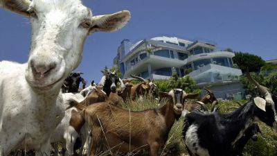 California goats grazing to prevent wildfires could lose their jobs due to state labor law - fox29.com - state California - city Sacramento - county Bureau - Peru