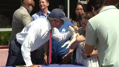 John Carney - Forever their home: Rescue dogs become official state dog of Delaware - fox29.com - state Delaware