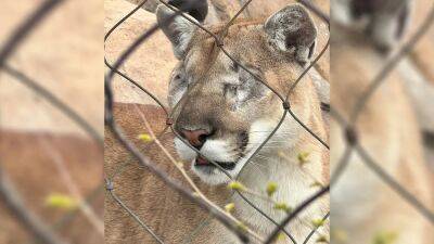 Blind Como Zoo cougar adjusting to life without eyes - fox29.com