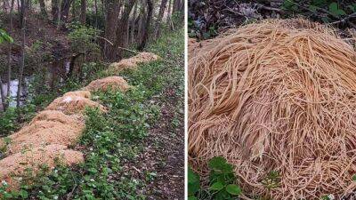 Oodles of noodles dumped in Old Bridge woods - fox29.com - state New Jersey - county Middlesex