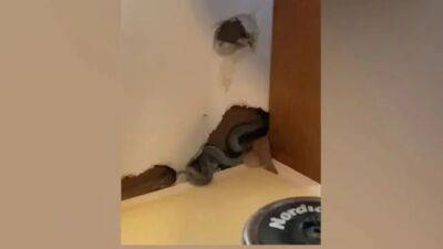 Colorado homebuyer discovers snakes in walls as she moves in: 'I'm petrified' - fox29.com - Netherlands - county Miami - county Real - state Colorado