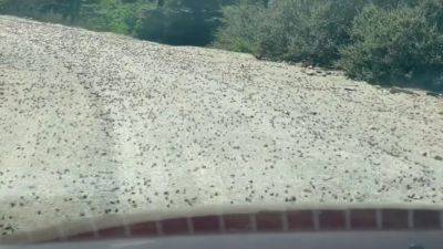 Crickets flood Idaho road as the insects descend on neighboring Nevada - fox29.com - Los Angeles - state Nevada - state Idaho
