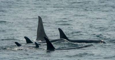 Orcas becoming strategic in their attacks, says boat captain ambushed twice - globalnews.ca - Spain - Portugal - Gibraltar