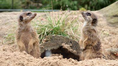 Philadelphia Zoo - All 5 meerkats die from poisoning at Philadelphia Zoo within hours, officials say - fox29.com