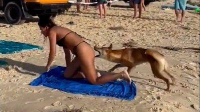 Watch: Dingo bites sunbathing tourist on Australian beach - fox29.com - France - Australia - state North Carolina