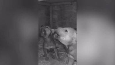 Watch: Adorable red wolf pups learn to howl from parents - fox29.com - county Falls - state South Dakota - county Sioux