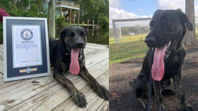 Williams - Meet Zoey: Louisiana dog claims record for world's longest tongue - fox29.com - Germany - Britain - state Arizona - state Louisiana - city New Orleans - city Tucson, state Arizona