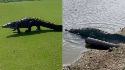 Giant gator invades Florida golf course in wild video - fox29.com - state Florida - city Naples
