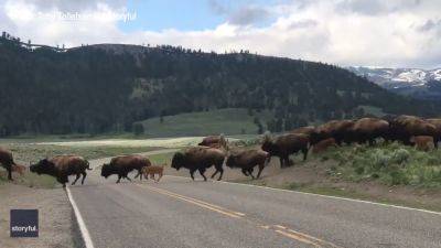 Watch: Large bison herd escorts calves across road in Yellowstone - fox29.com - Usa - county Park - state Wyoming - county Yellowstone