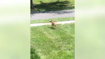 Sick coyote sightings spark police warning in Delaware County township - fox29.com - state Delaware - county Lane - county Lewis