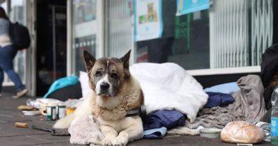 Urgent plans to stop homeless people being separated from pets over fears for mental health - dailyrecord.co.uk - Scotland