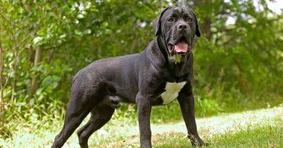 Fears large and powerful dog breed will take over from XL Bullies following ban - dailyrecord.co.uk - Italy - Scotland