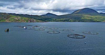 Salmon farming giant Mowi's 'double standards' in treatment of Norwegian and Scots workers - dailyrecord.co.uk - Scotland - Norway - county Baker