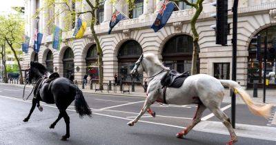 Runaway horses expected to make full recovery after stampeding through streets of London - dailyrecord.co.uk - Britain - county Buckingham