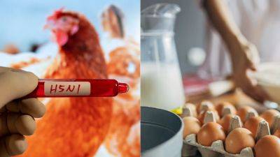 Can You Get Bird Flu From Eggs and Milk? Everything to Know About Avian Influenza - glamour.com - Usa
