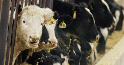 Mad Cow Disease outbreak confirmed on Ayrshire farm as community on alert - dailyrecord.co.uk - Scotland