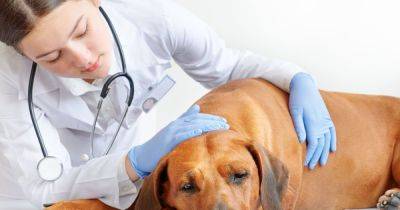 Vet warns pet owners of human illness dogs can suffer from - symptoms and signs - manchestereveningnews.co.uk - city Manchester