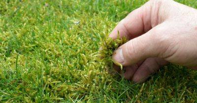 Common gardening mistake that will cause moss to plague your lawn this summer - dailyrecord.co.uk - Britain