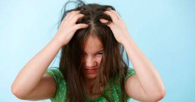 Get rid of nits 'in one hit' with lice treatment that 'every family should have in their cupboard' - dailyrecord.co.uk